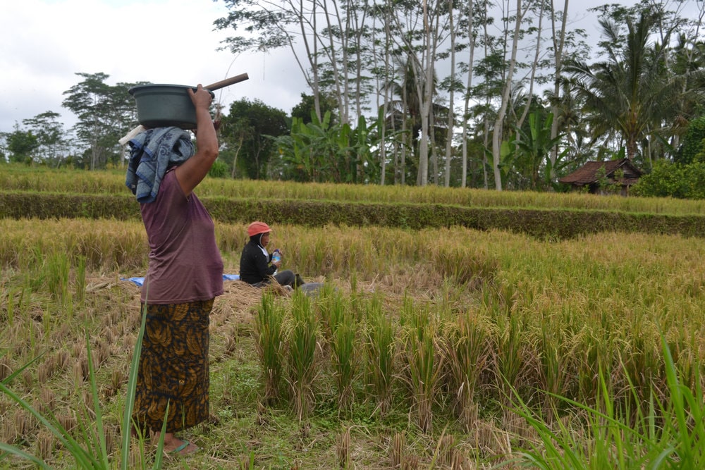 Bali image 15